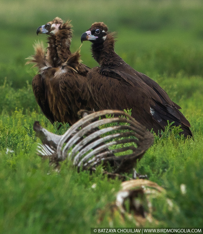 mongolia bird watching tours